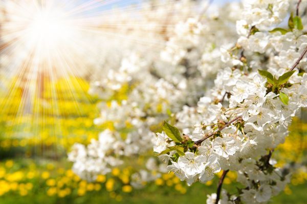 Plantage mit Apfelbäumen und Sonnenstrahlen