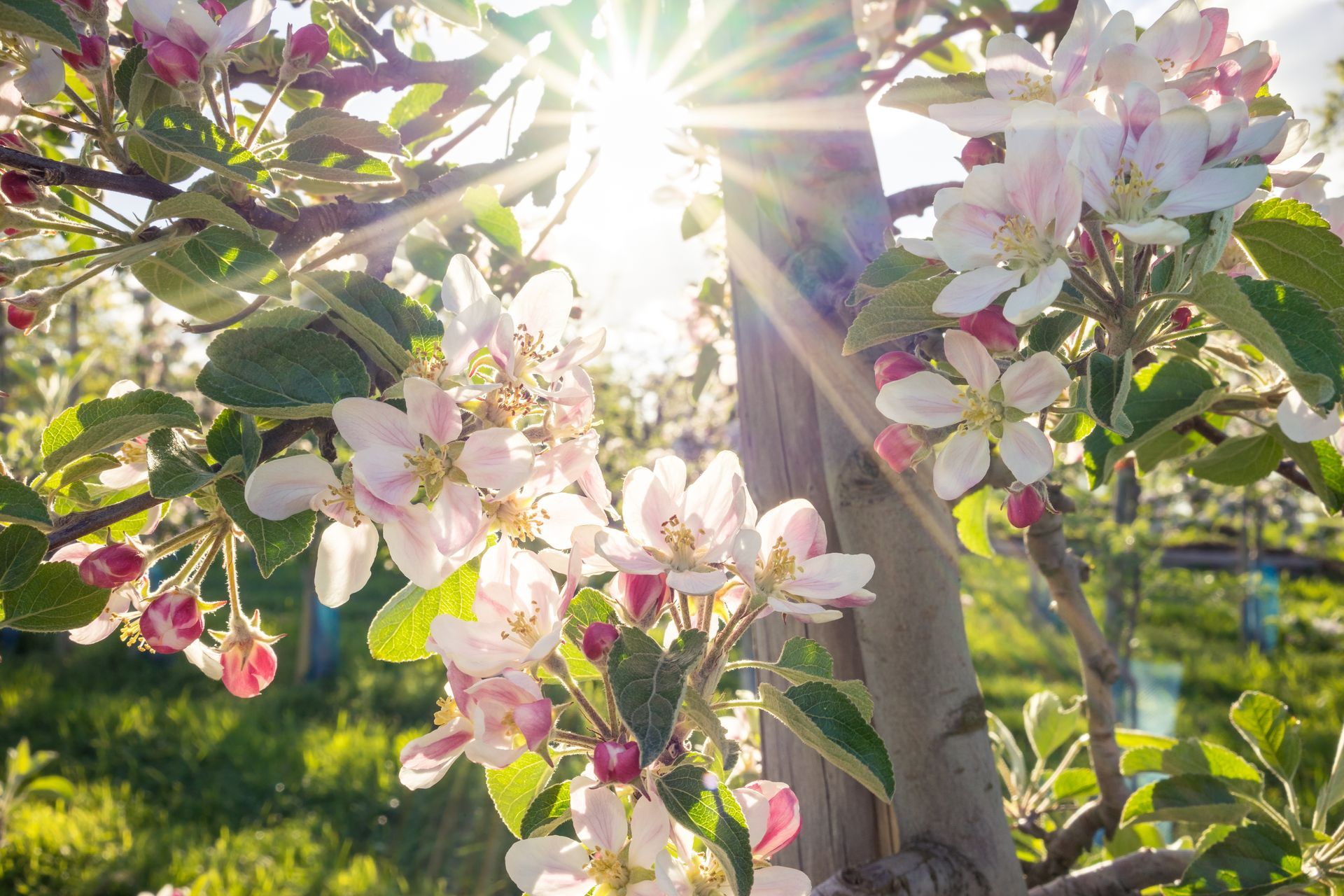 Obstblüte im Frühling
