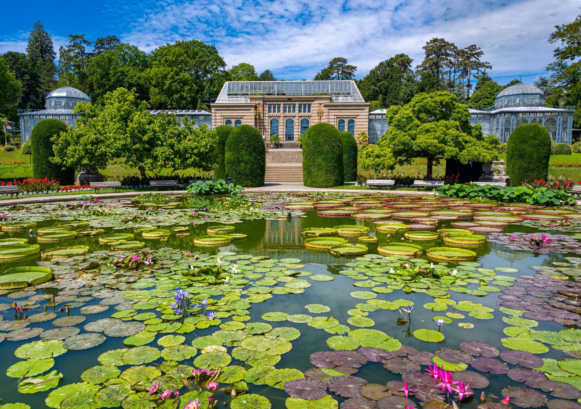 Water lily pond Wilhelma Zoological-Botanical Garden, Wilhelma, Stuttgart, Baden-Württemberg, Germany, Europe