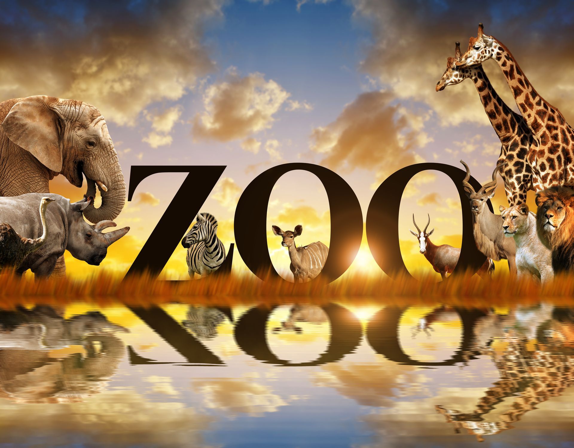 Word Zoo and African animals. Elephant, giraffe, zebra, lion, rhino, kudu and  ostrich on the savannah at sunset. 