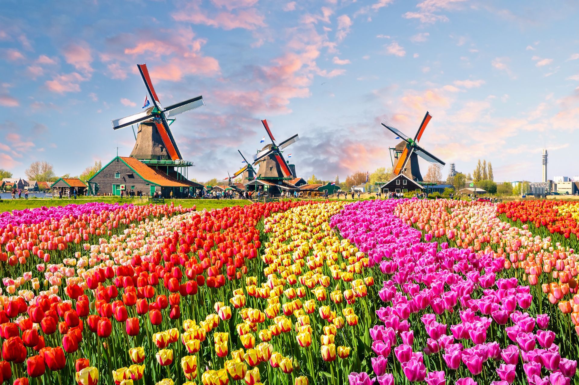 Landscape with tulips in Zaanse Schans, Netherlands, Europe